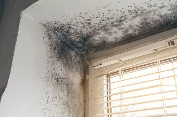 Trusted Black Mold Removal service in White Stone, VA - Cheap Mold Removal